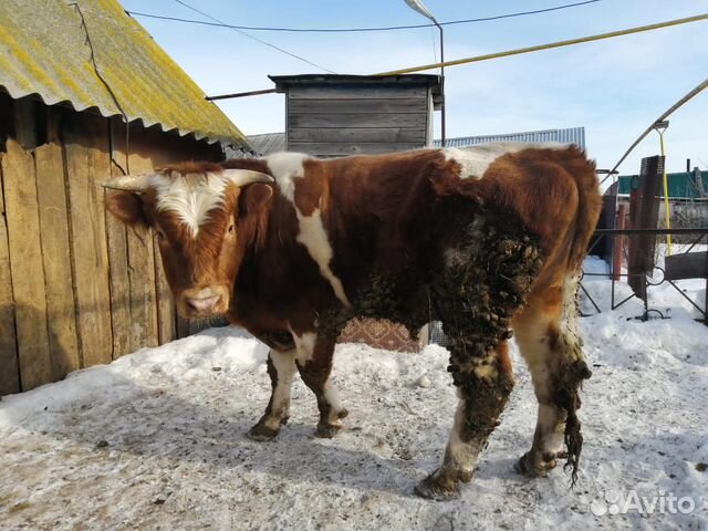 Продам быков купить на Зозу.ру - фотография № 2