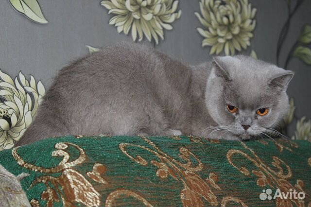Британская кошка в дар купить на Зозу.ру - фотография № 2