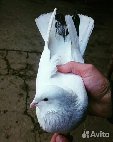 Бакинские мраморные голуби купить на Зозу.ру - фотография № 10