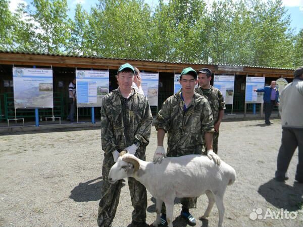Продаются овцы породы буубэй купить на Зозу.ру - фотография № 1