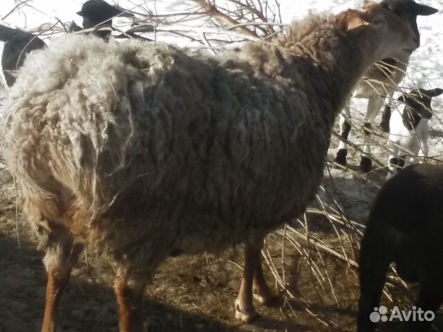 Курдючная овечка на развод купить на Зозу.ру - фотография № 4