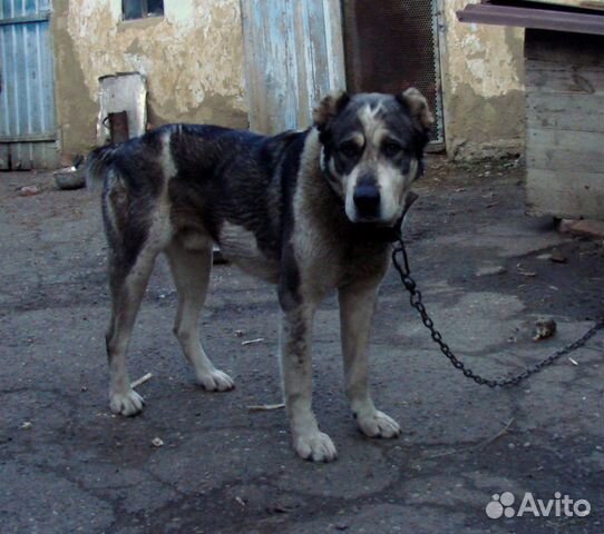 Алиментный щенок на продажу (девочка) купить на Зозу.ру - фотография № 3