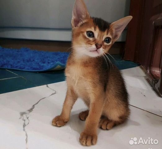 Абиссинские котята на подарок к 8 марта купить на Зозу.ру - фотография № 4