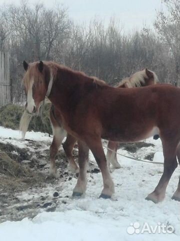 Конь(Жеребец) купить на Зозу.ру - фотография № 2