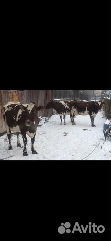 Коровы высокоудойные купить на Зозу.ру - фотография № 2