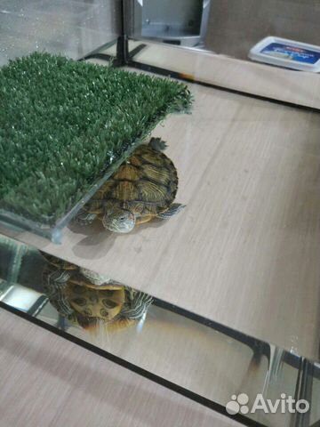 Продам черепаху и аквариум можно отдельно купить на Зозу.ру - фотография № 1
