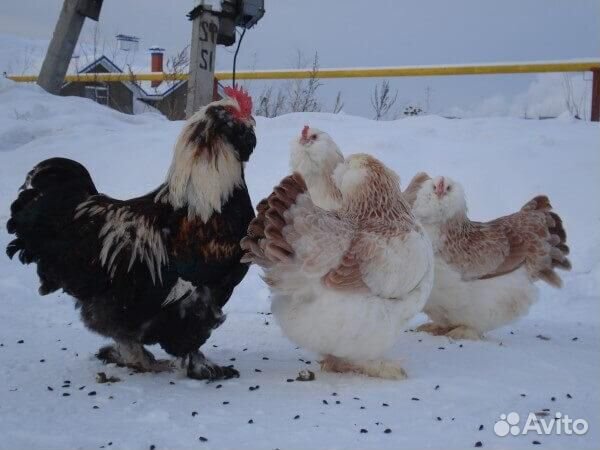 Яйцо кур Фавероль, Брама,цыплята купить на Зозу.ру - фотография № 2