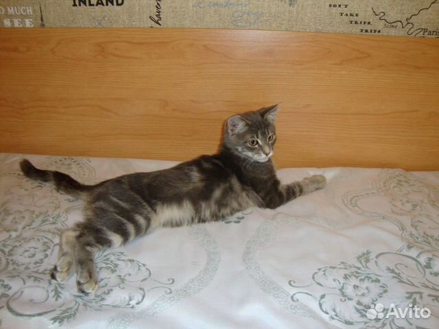 Продается помесный котенок бенгала купить на Зозу.ру - фотография № 2