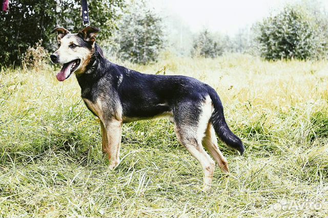 Собака Стенли Брамс ищет дом купить на Зозу.ру - фотография № 8