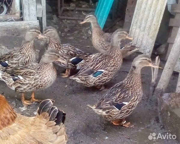 Подсадные утки купить на Зозу.ру - фотография № 1