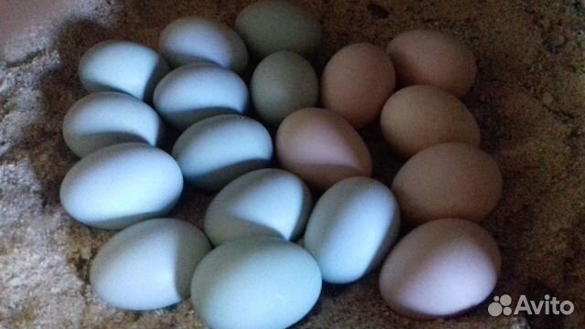 Цыплята,яйца,кур(семьи) купить на Зозу.ру - фотография № 1