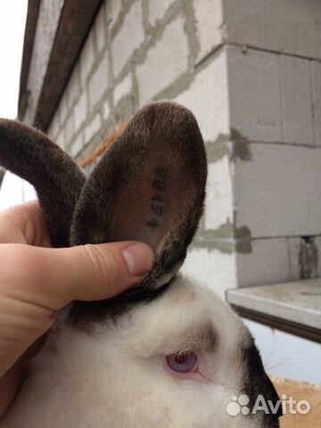 Продаю кроликов калифорнийской породы купить на Зозу.ру - фотография № 10