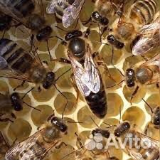 Пчелы и прицеп купить на Зозу.ру - фотография № 5
