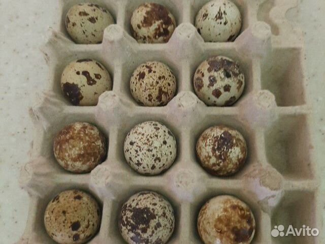 Перепелиные яйца купить на Зозу.ру - фотография № 1