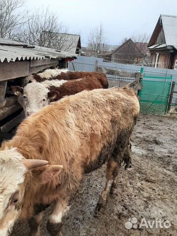 Продаются быки: герефорды, сименталыи корова с тел купить на Зозу.ру - фотография № 2