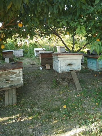 Ульи пчелиные, лежаки купить на Зозу.ру - фотография № 1