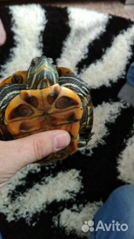 Черепаха+аквариум купить на Зозу.ру - фотография № 8