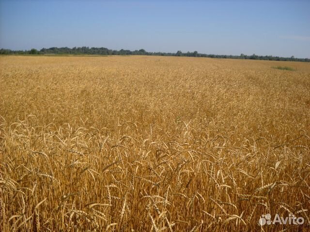 Пшеница, овес фураж купить на Зозу.ру - фотография № 2