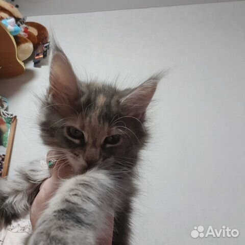 Котята мейн-кун купить на Зозу.ру - фотография № 1