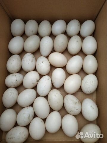 Инкубационное яйцо коричневой индоутки 15. Оптом 1 купить на Зозу.ру - фотография № 1