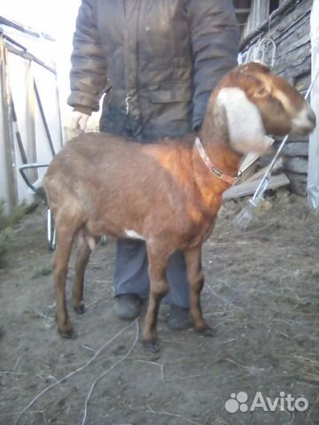Семья коз купить на Зозу.ру - фотография № 6