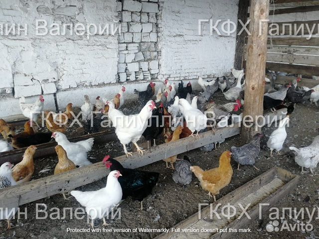 Инкубационное яйцо гусей купить на Зозу.ру - фотография № 5