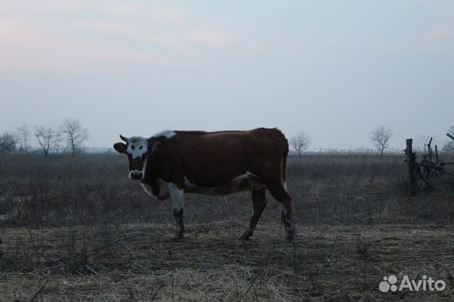 Коровы Дойные купить на Зозу.ру - фотография № 4
