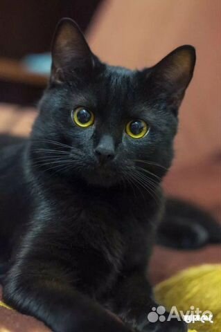 Кошка чёрная купить на Зозу.ру - фотография № 1