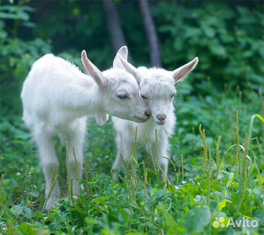 Продам простую козу купить на Зозу.ру - фотография № 1