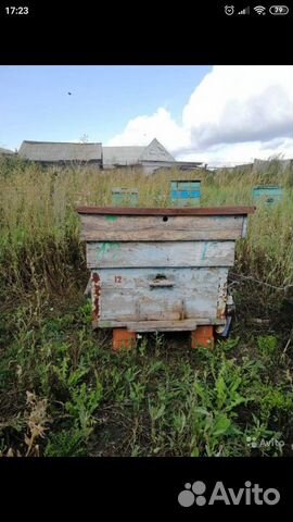 Пчелы, ульи купить на Зозу.ру - фотография № 3