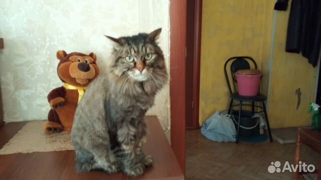 Отдам кота и кошку купить на Зозу.ру - фотография № 6