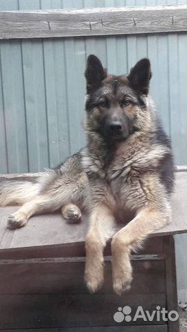 Кобель на вязку