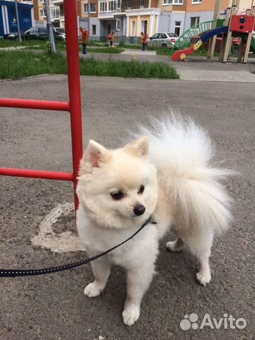 Стрижка собак Стрижка собак