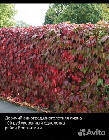 Девичий виноград