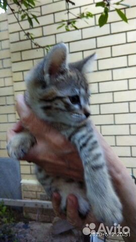 Кот и кошечка 2 месяца купить на Зозу.ру - фотография № 2