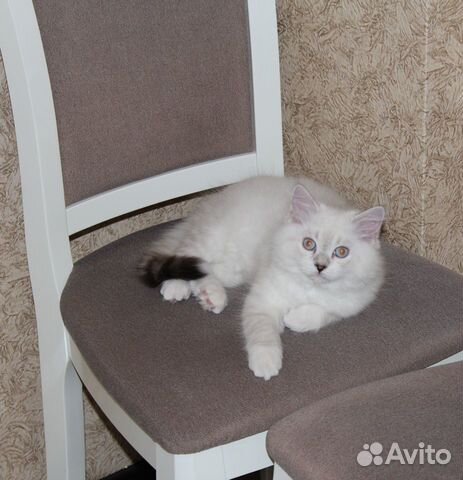 Невские маскарадные котята