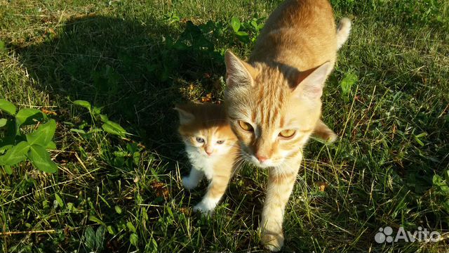 Котенок (кошечка)