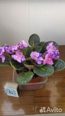 Фиалка Фиалка