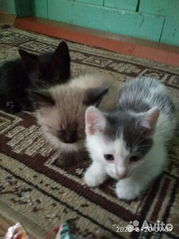 Кошечка сиамка,и два симпатичных котика Кошечка сиамка,и два симпатичных котика