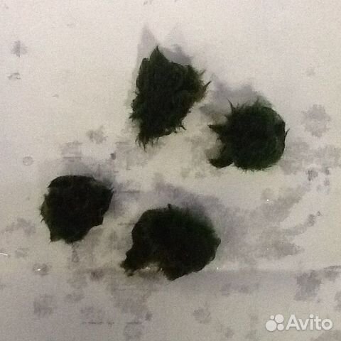 Растения для аквариума