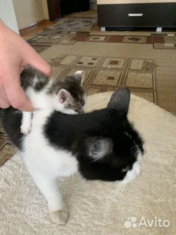 Котята 2 месяца