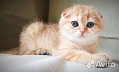 Золотая шиншилла. котики Золотая шиншилла. котики
