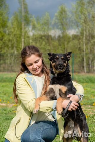 Потрясающая собака в добрые руки