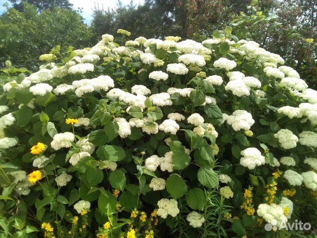 Гортензия белая (саженцы)