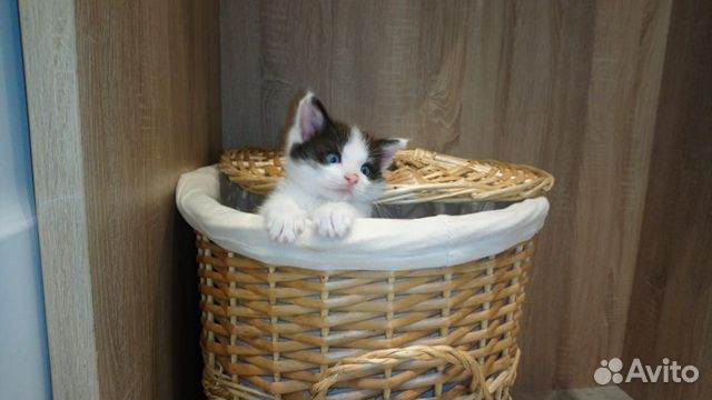 Замечательный котёнок в дар, 1,5 мес Замечательный котёнок в дар, 1,5 мес