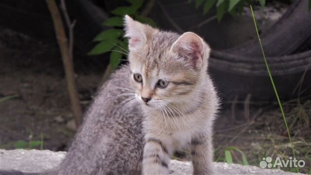 Котята метисы скоттиш страйт