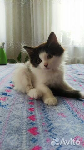 Дарю котёнка