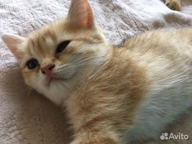 Британская кошечка с окрасом золотистая шиншила Британская кошечка с окрасом золотистая шиншила