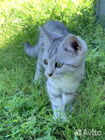 Кошки