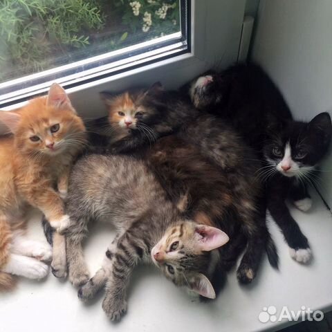 Котята в добрые руки